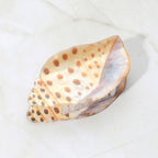 SEASHELL TAN HAIR CLIP